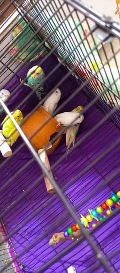 parrots