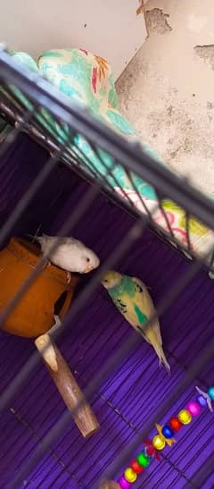 parrots