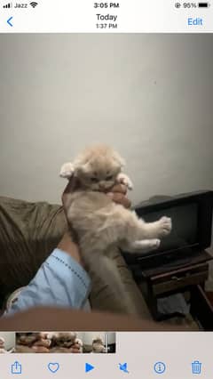 1 month old kitten up for sale