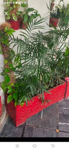 Plants