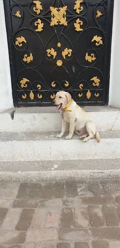 lebrador male dog