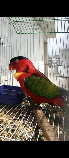 yellow bib lorry African Grey cacatoo triton bluegold macaw monkparrot