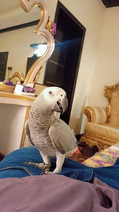 bluegold macaw lorry African Grey cacatoo triton monk parrot