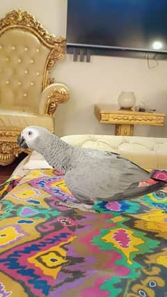 African Grey blue gold macaw lorry cacatoo triton monk parrot