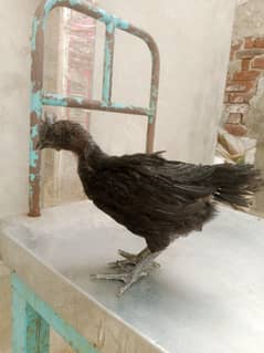 ayam