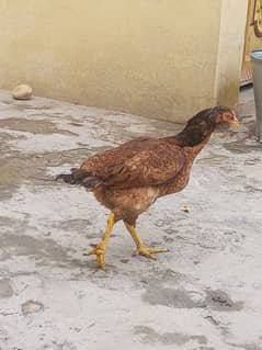 murgi