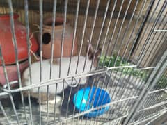 Breeder pair with three bunnies. All healthy and playful.