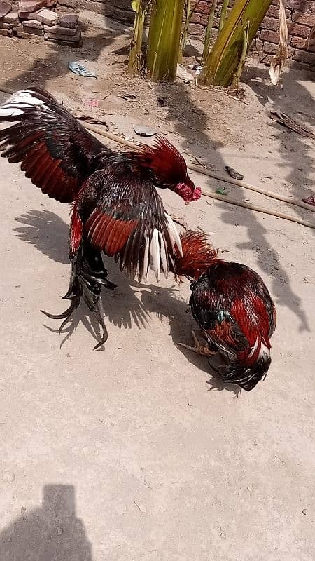 Aseel murga murgi chicks patha pathi rate final add read plz 0