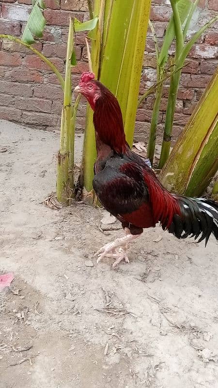 Aseel murga murgi chicks patha pathi rate final add read plz 1