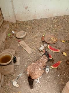 aseel murgi or 8 Bachy