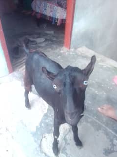 bakra