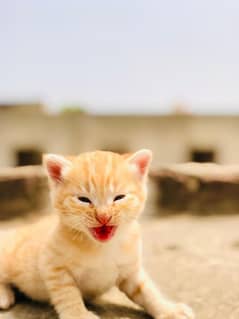 Persian Breed 8000 per head.