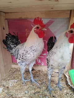 Original Egyptian fayoumi misri 03349224685
