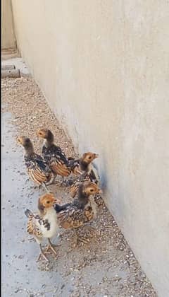 Golden sebrite  chicks / Fancy bird chicks / Small hen / Sebrite