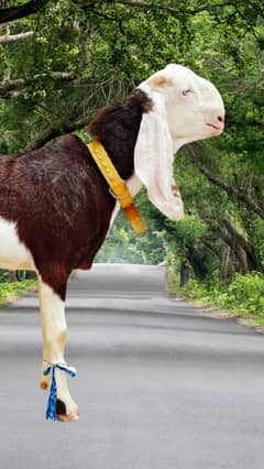 bakra