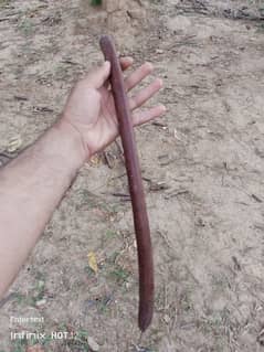 Amaltas