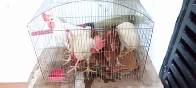 05 Hens for sale