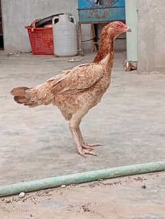 Aseel sindhi