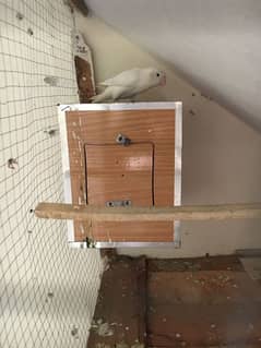 love bird breeder female phone 03279698569