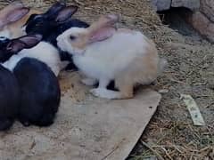 rabbit