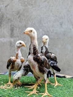 shamo chicks