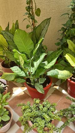 plant