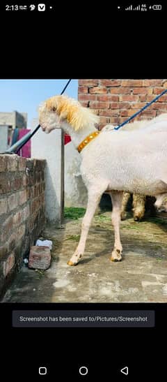 Beautiful Mundre Chatre for sale 04224325992
