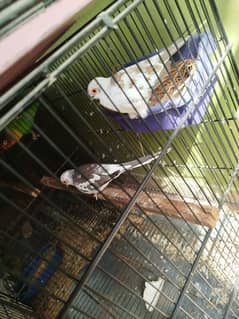 pied doves