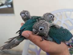 Black chest Turquoise, Pineapple Turquoise, Yellowsided conure chicks