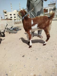 Bakra