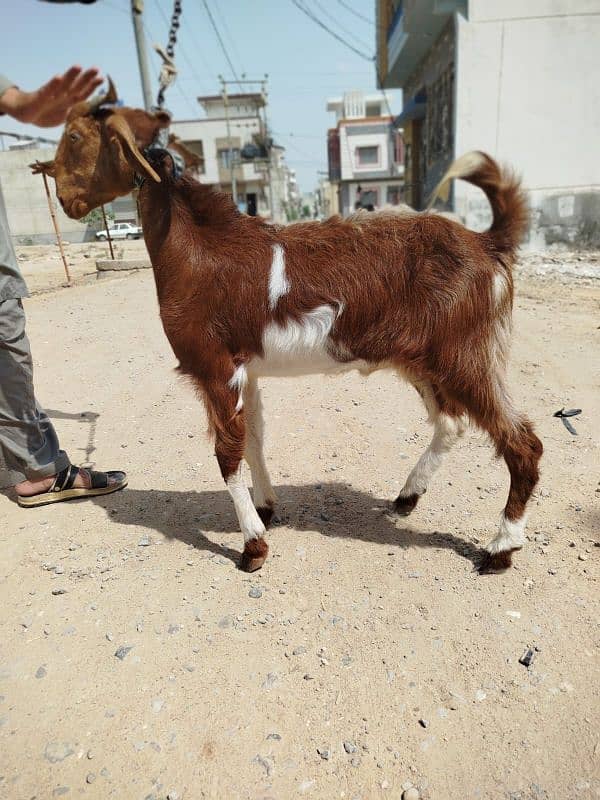 Bakra for sale best for qurbani 1