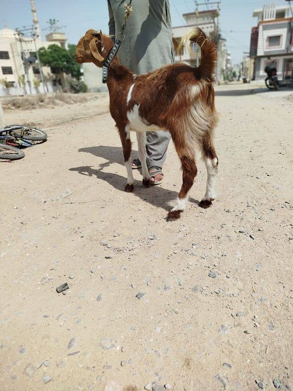 Bakra for sale best for qurbani 2
