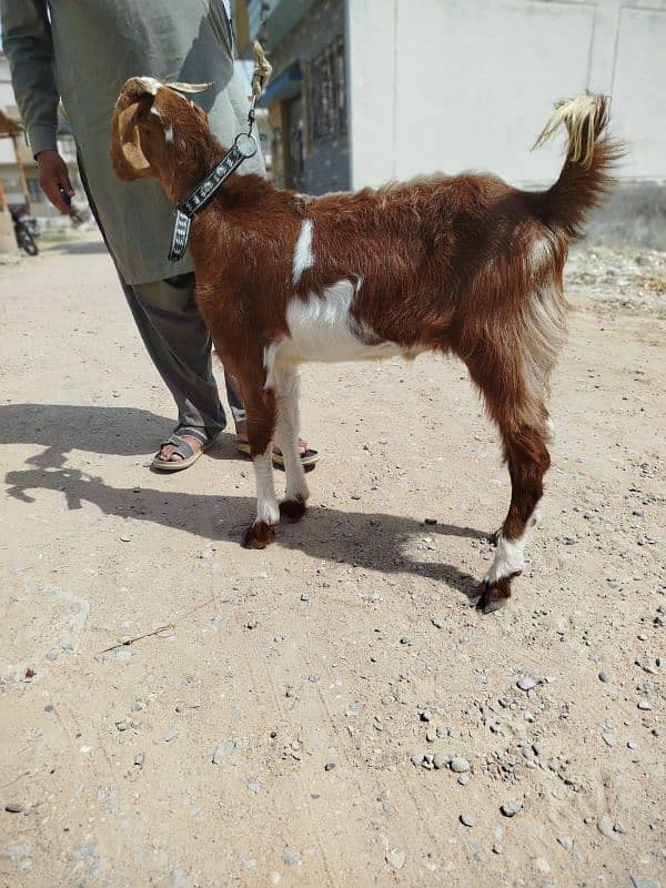 Bakra for sale best for qurbani 3