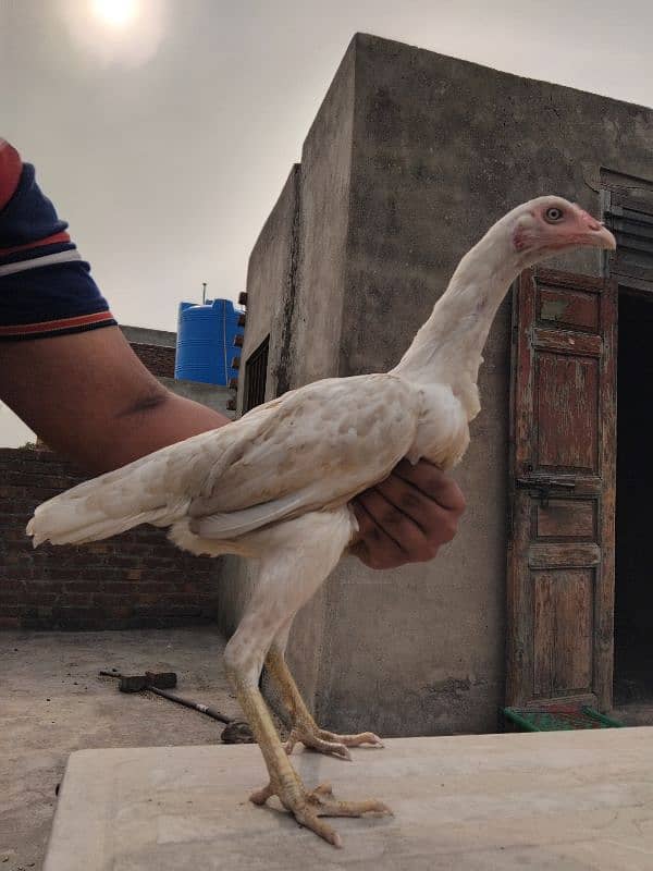paper white heera aseel pathi eggs dy rahi ha 0