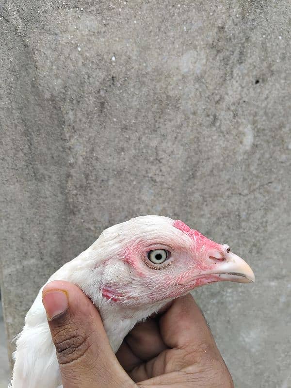 paper white heera aseel pathi eggs dy rahi ha 2