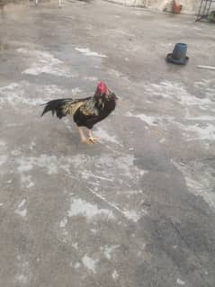 murga