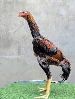 shamo