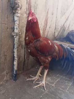 MURGA