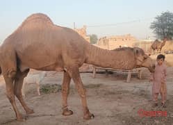 Camel