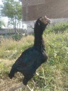 mushki galwi female
