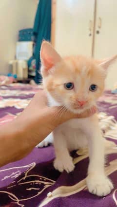 two male kittens and two female kittens for sale