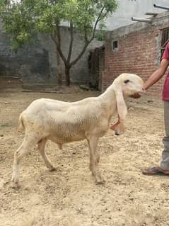 qurbani