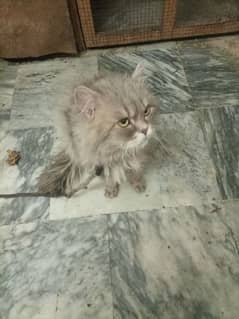 male can for sale