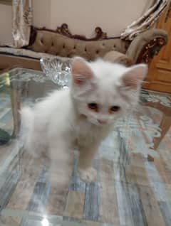 Persian Cat 3 coat Beautiful Pair