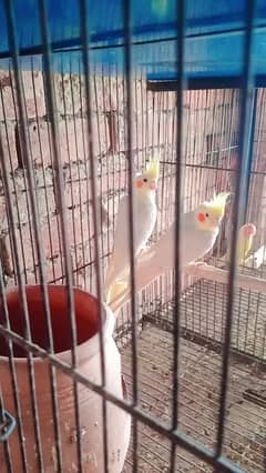 cage not for sale chicks for sale exchange Aseel murga