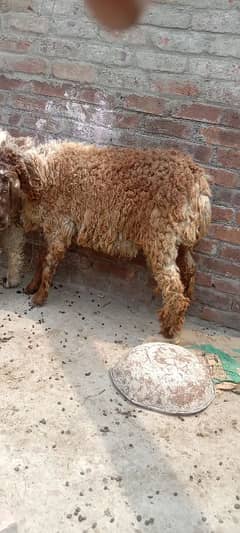 Chatray