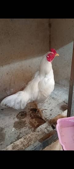 25 Heera chicks Healthy and active per piece 1500