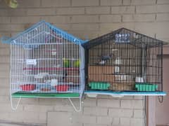 Parrots
