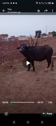 2 dant katta for sale