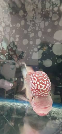 Imported Thailand Fish available 3 years